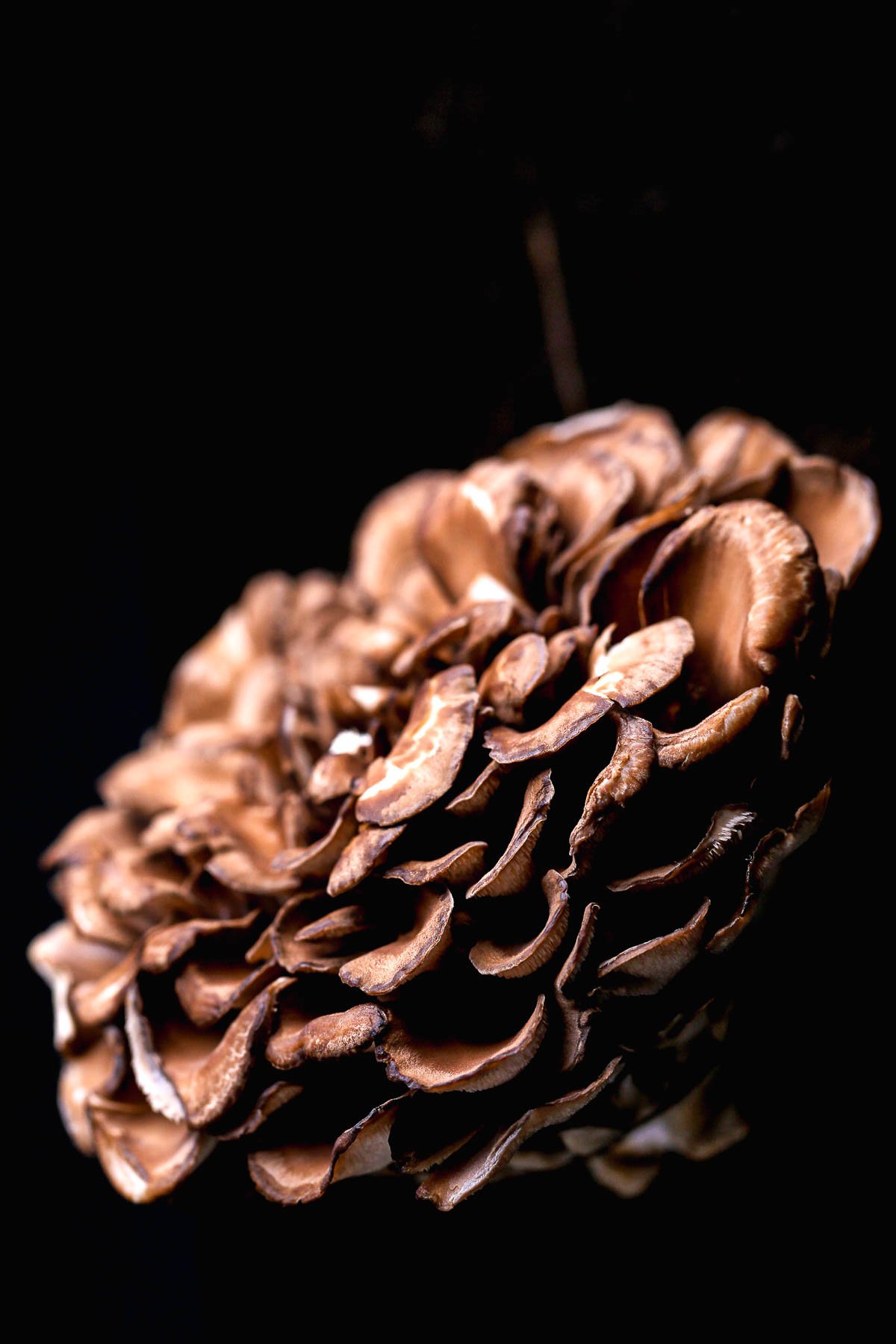 A maitake mushroom cluster.