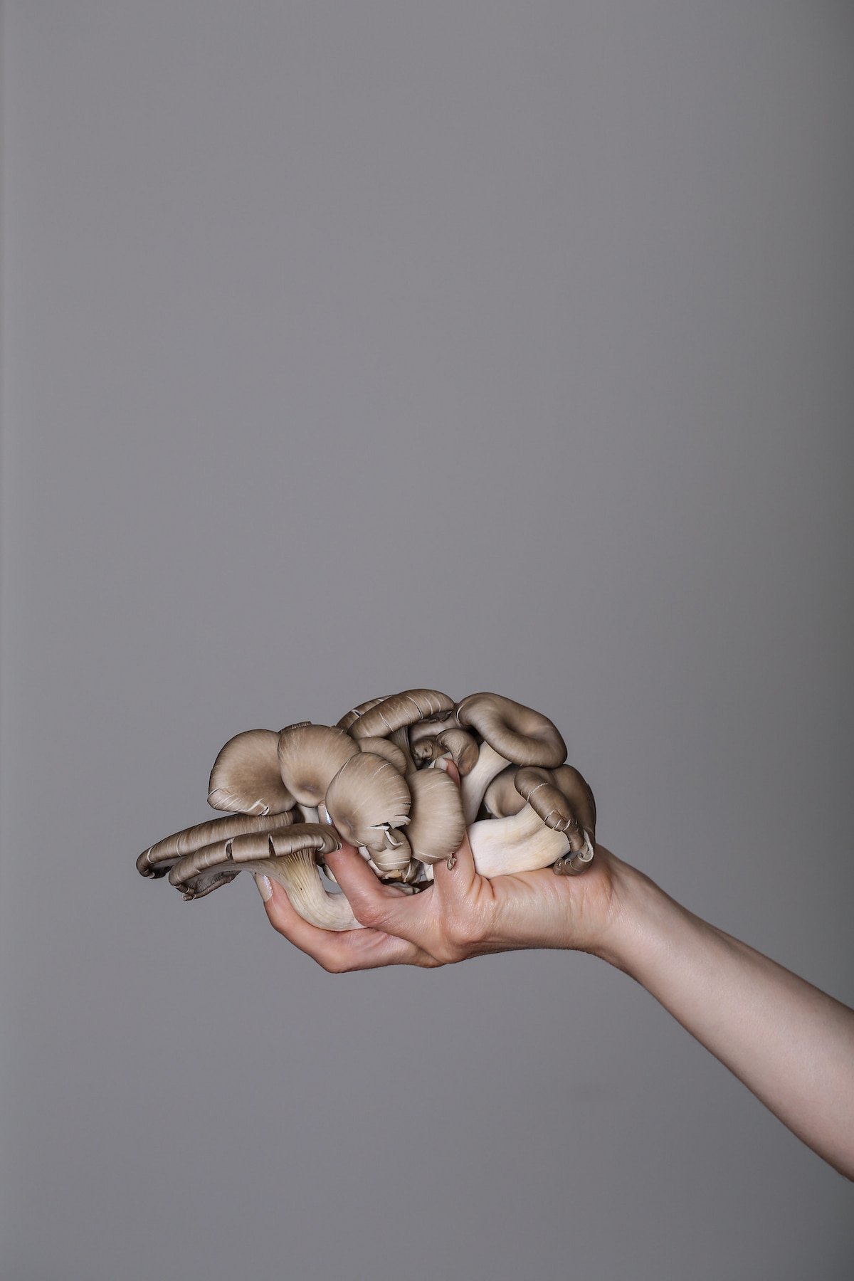 A hand holding a cluster of oyster mushrooms.