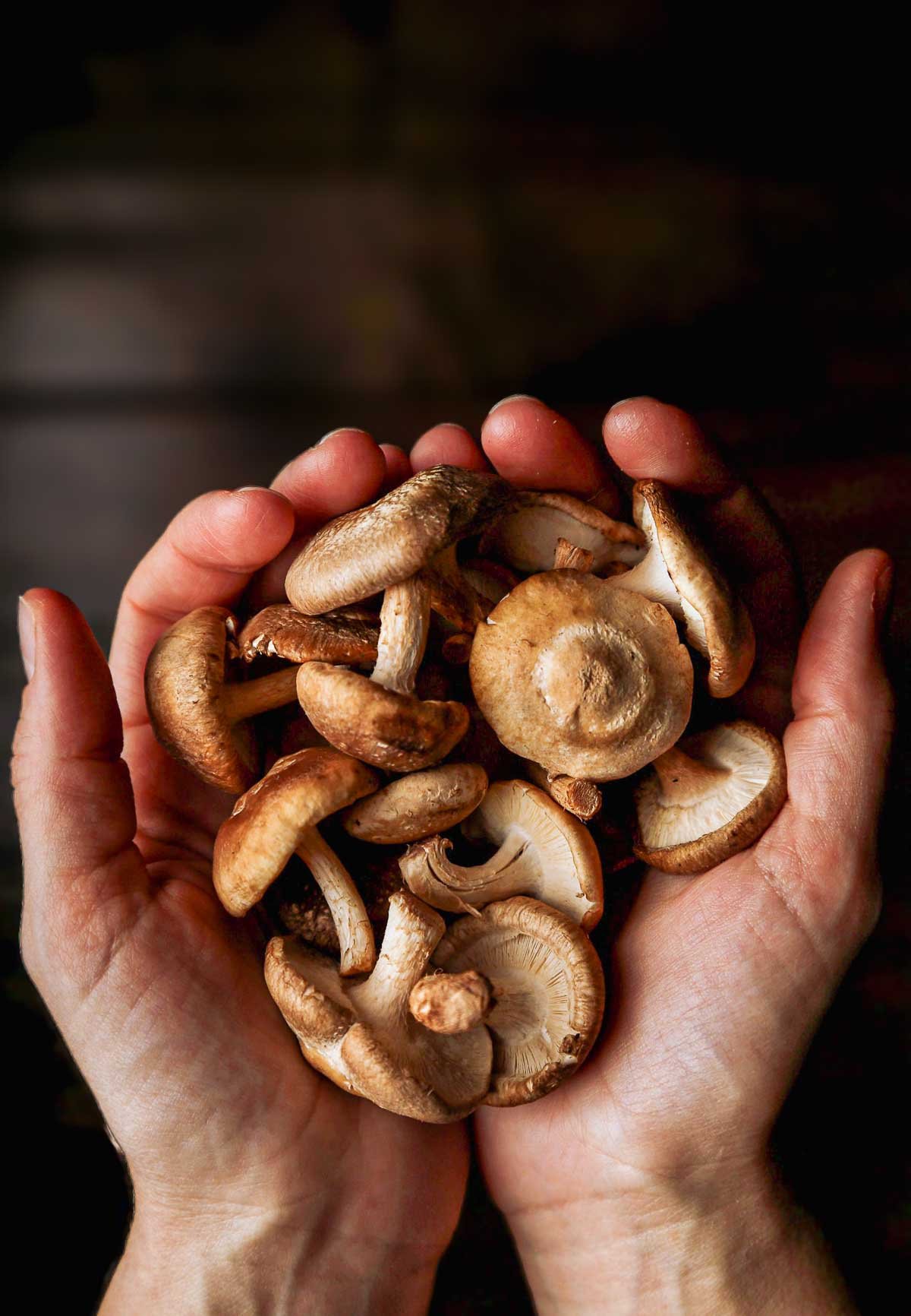 Hands holding a generous handful of fresh shiitake mushrooms, showcasing their earthy texture and rich umami potential.
